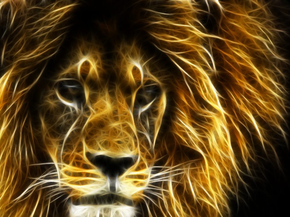 Lion Wallpaper 7