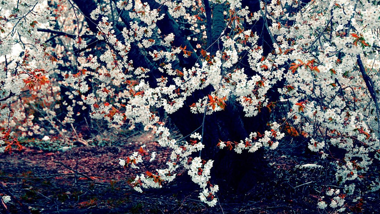 Full HD Desktop Wallpapers 35