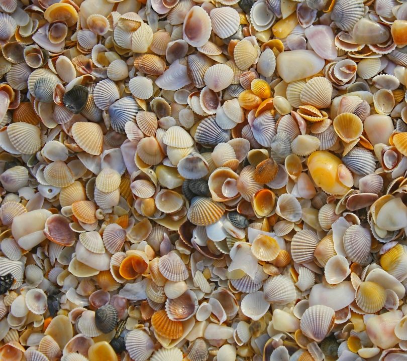 Beach Shells wallpaper 10215010