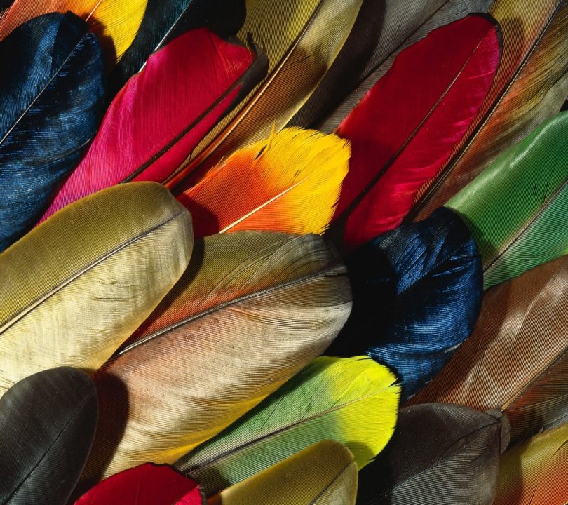 feathers of colors wallpaper 10179630