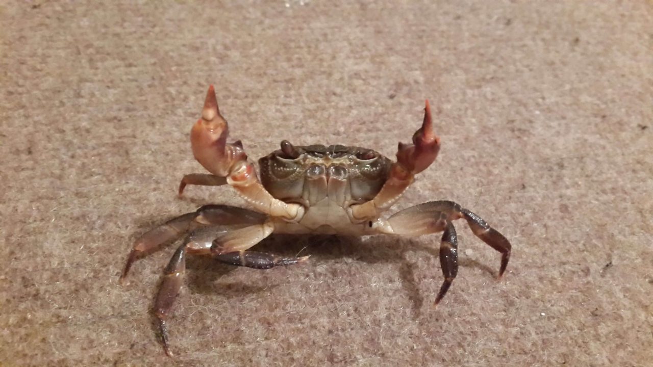 Crab