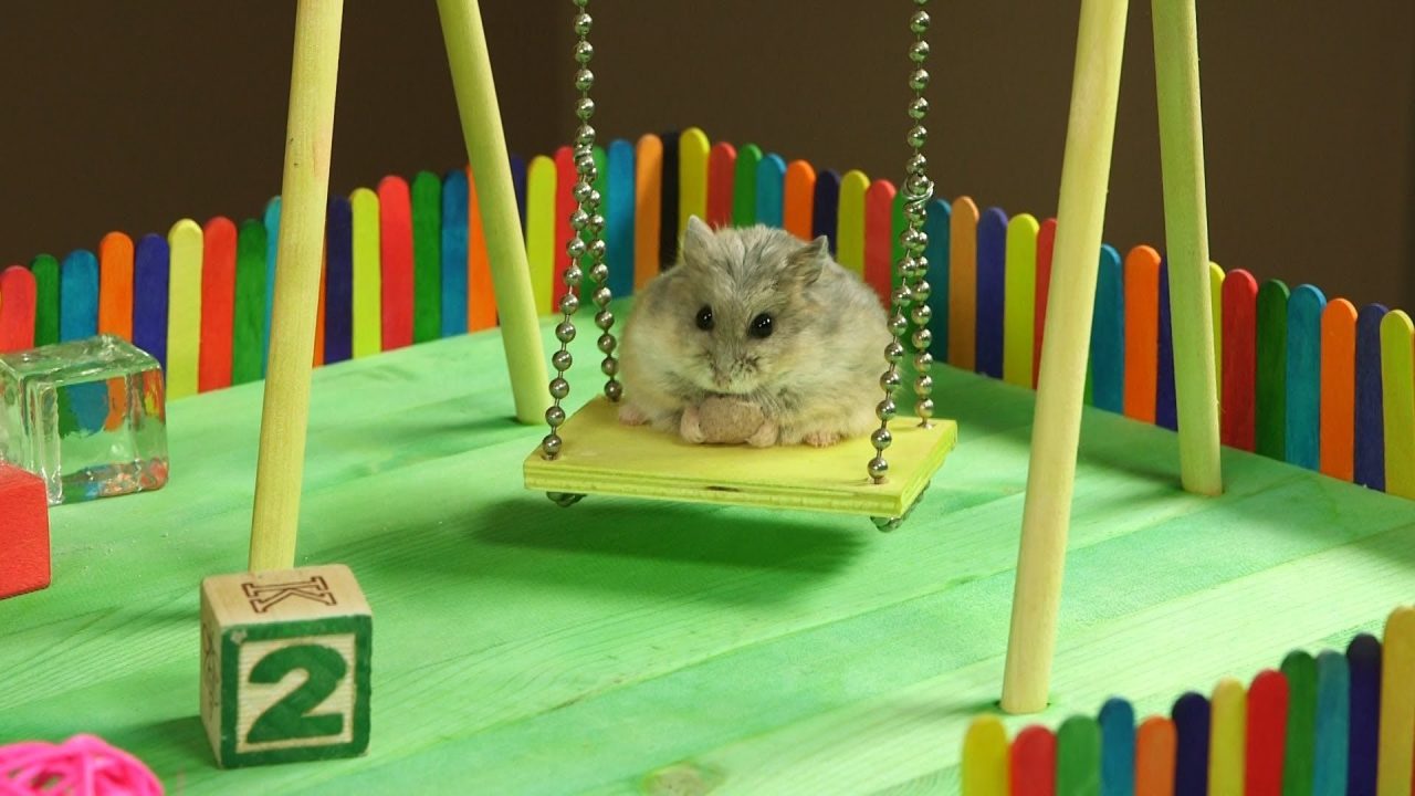 Hamster 3