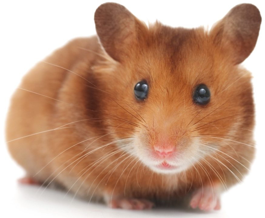 Hamster