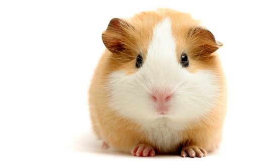 Hamster Computer Wallpapers