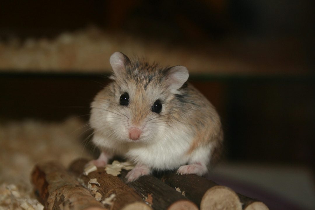 Hamster HD Wallpapers