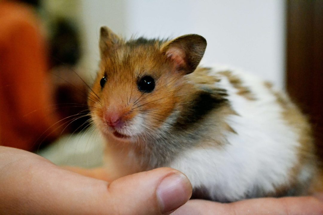 Hamster Photos