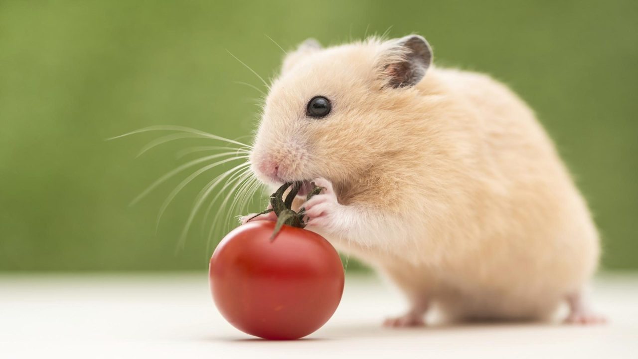 Hamster Wallpapers