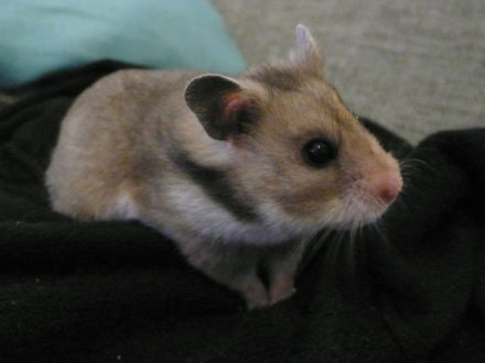 Hamster images