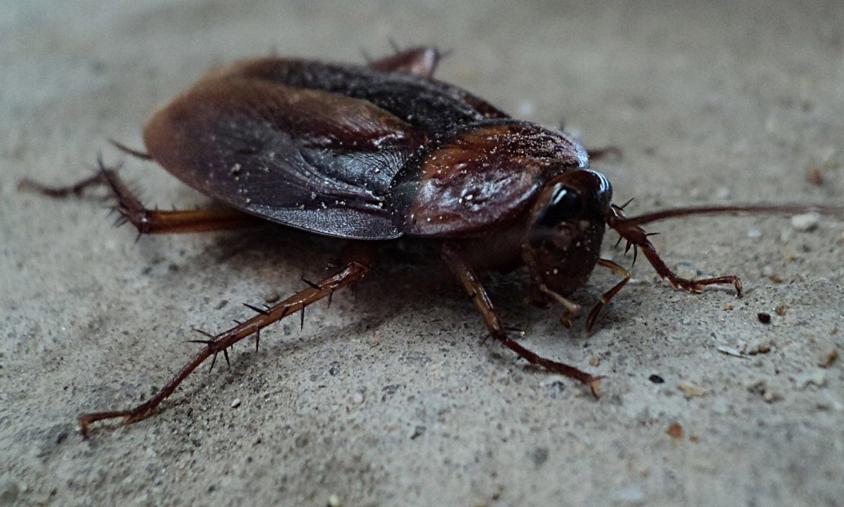 Cockroach