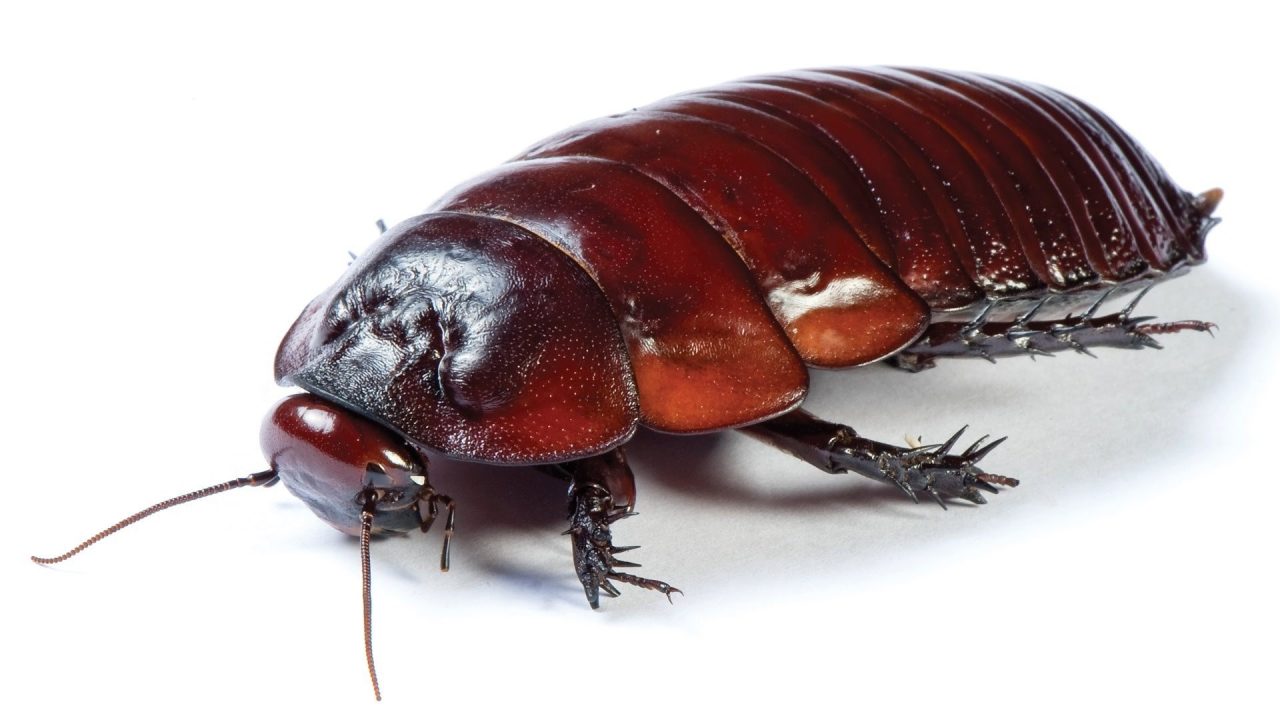Cockroach 2