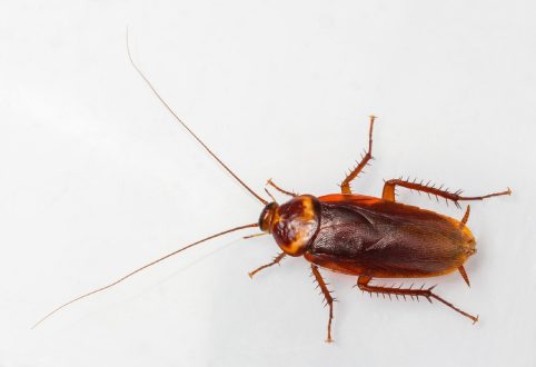 Cockroach 3