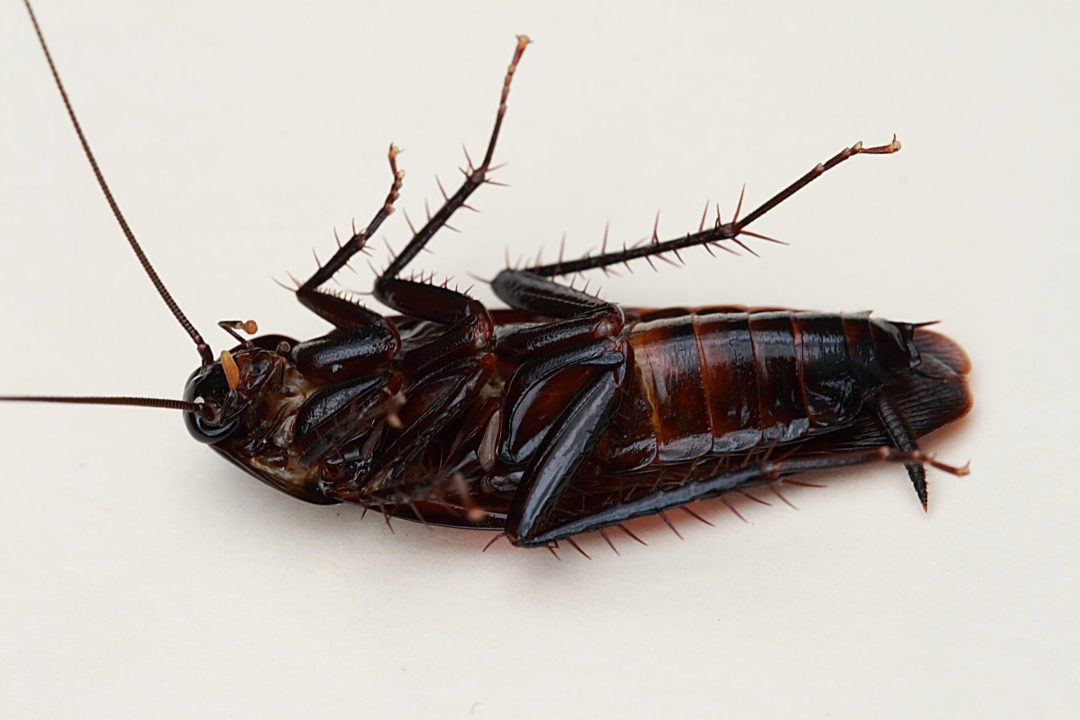 Cockroach HD