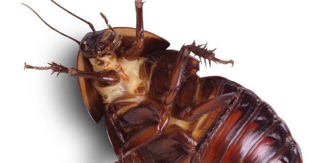 Cockroach Pics