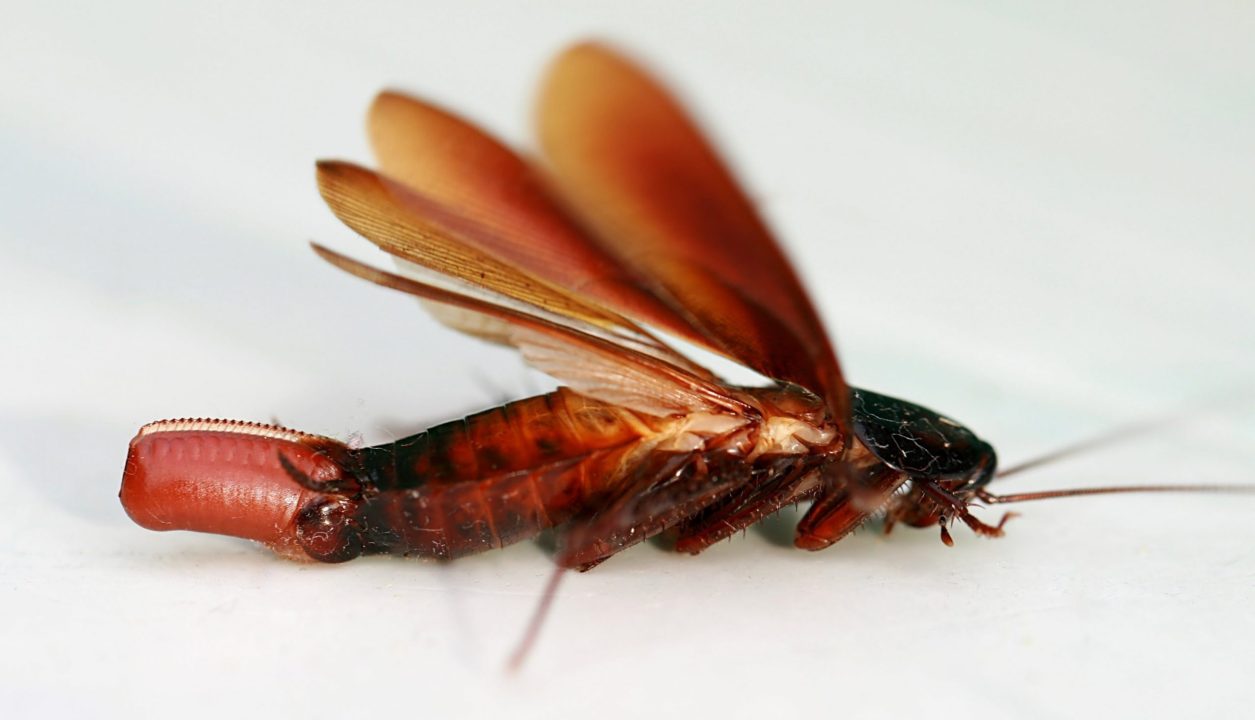 Cockroach Pictures