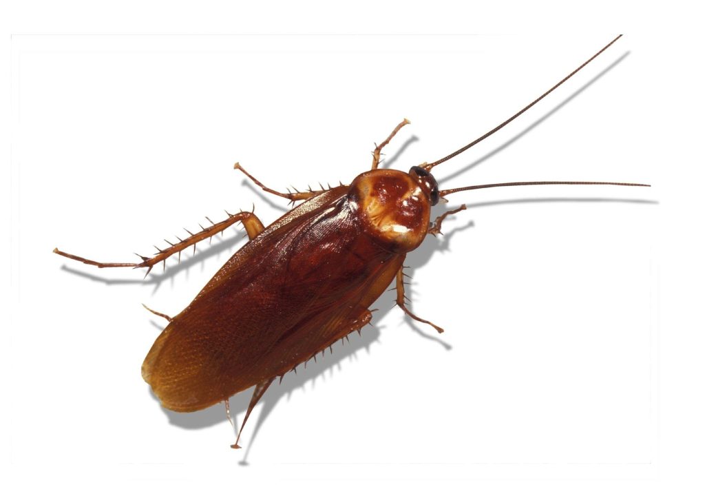 Cockroach Wallpapers