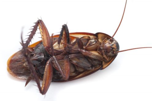 Cockroach images