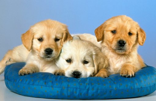 Dog Pictures