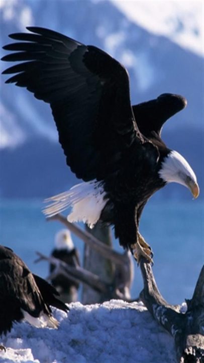 Eagle Android Wallpapers