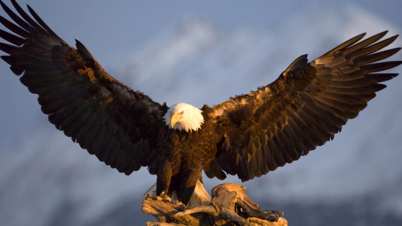 Eagle Background image