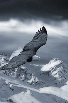 Eagle Wallpapers for mobile