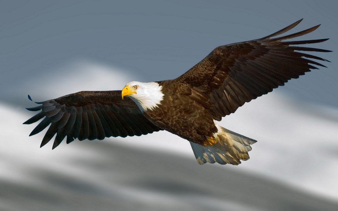 Eagle images