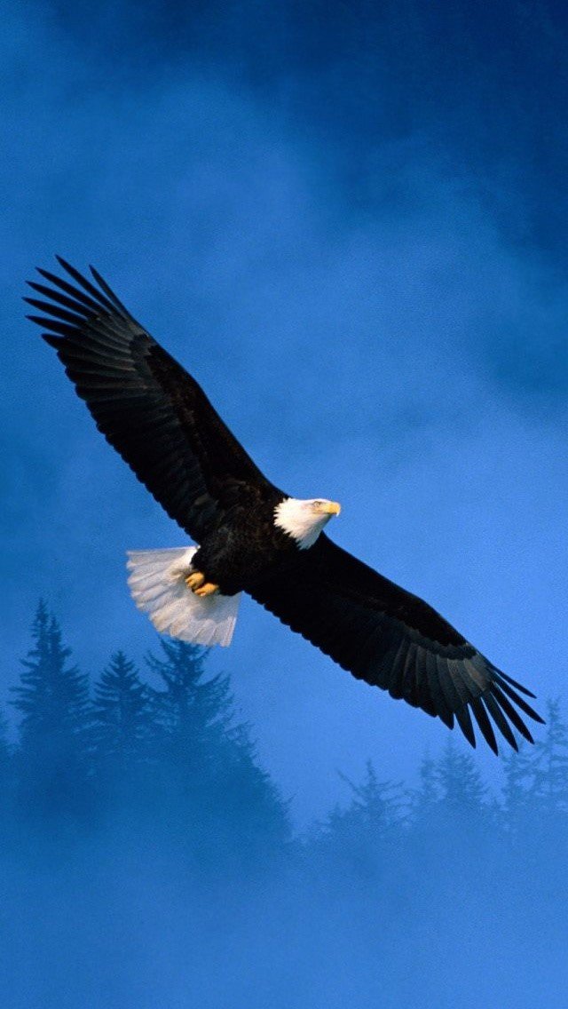 Eagle mobile Wallpapers WallPics