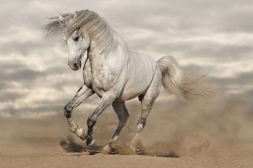 Horse Free Wallpapers
