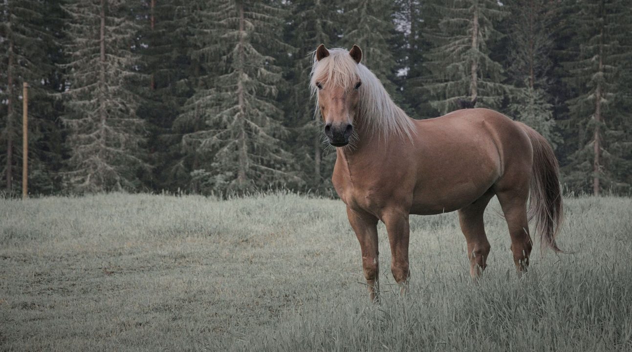 Horse HD