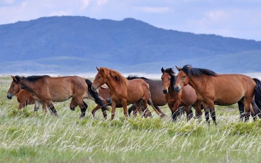 Horse Laptop Wallpapers