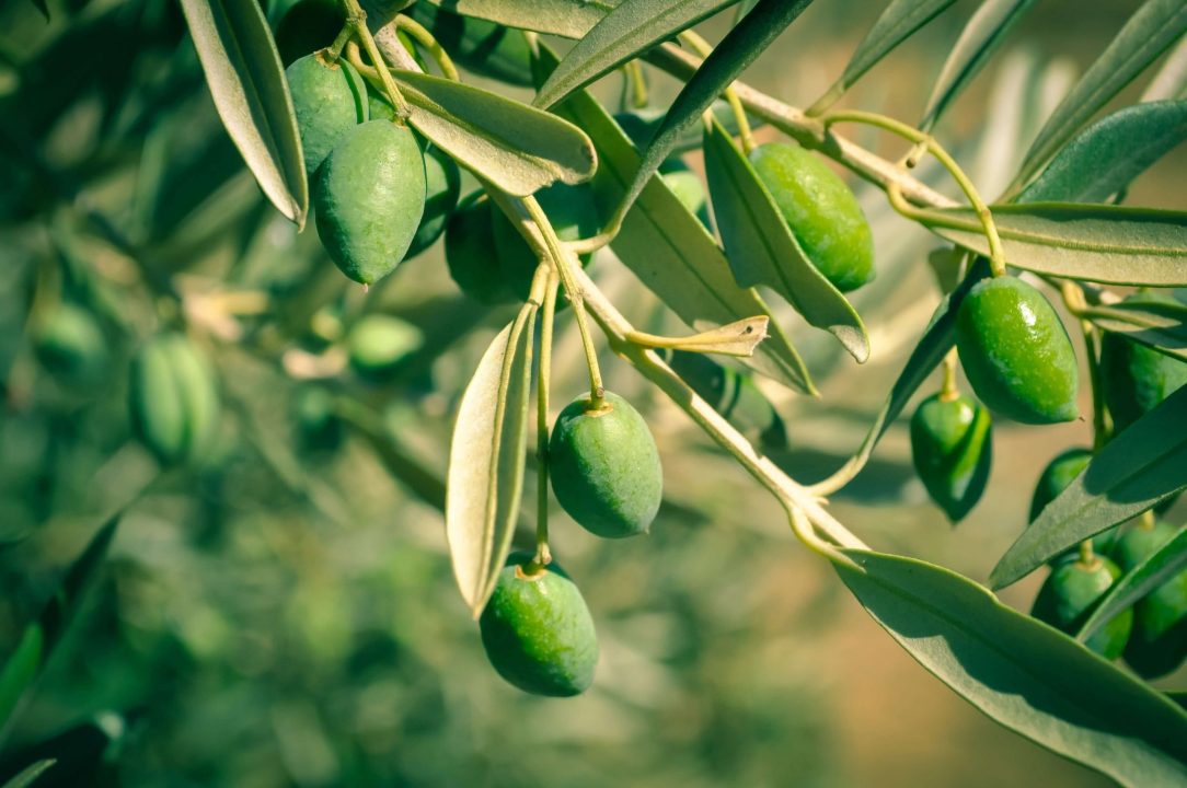 Olives HD