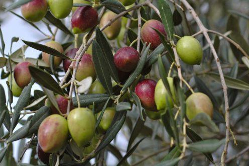 Olives Pics