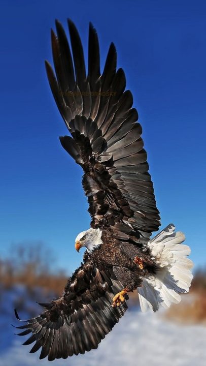 Pictures of Eagle