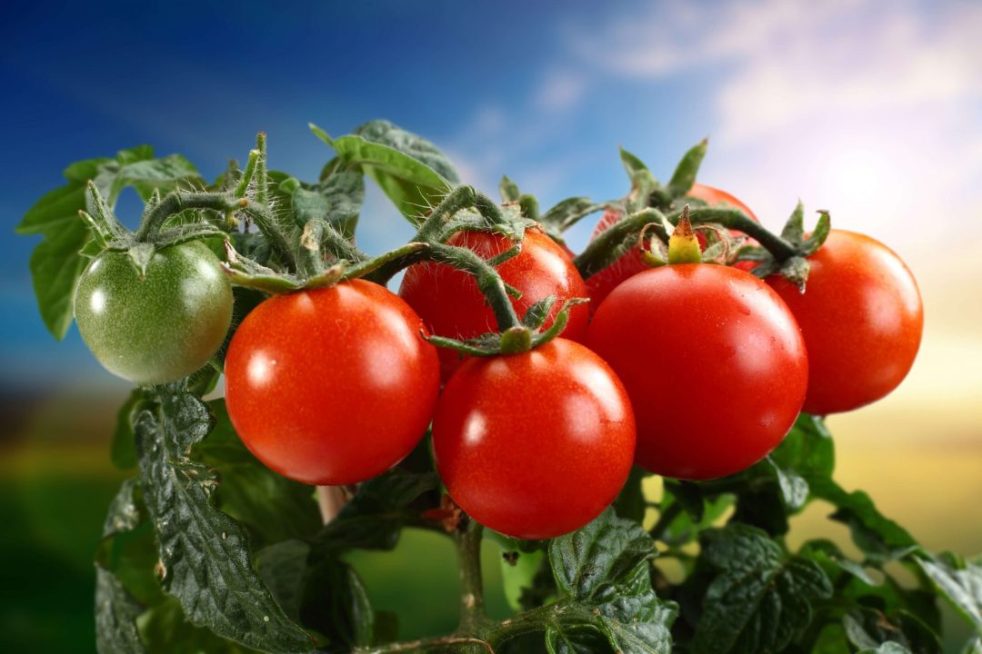Tomato 11