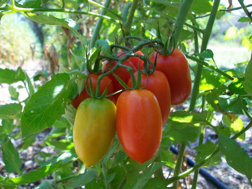 Tomato 13