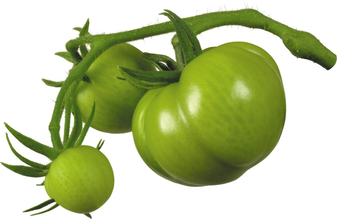 Tomato 15