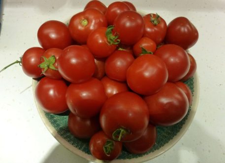 Tomato 16