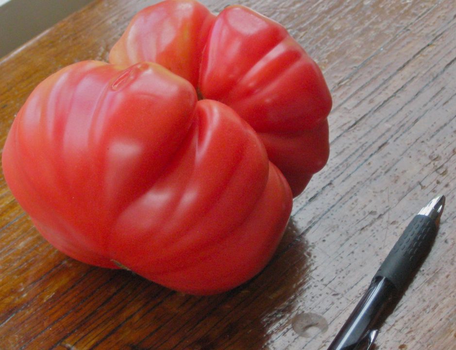 Tomato 5