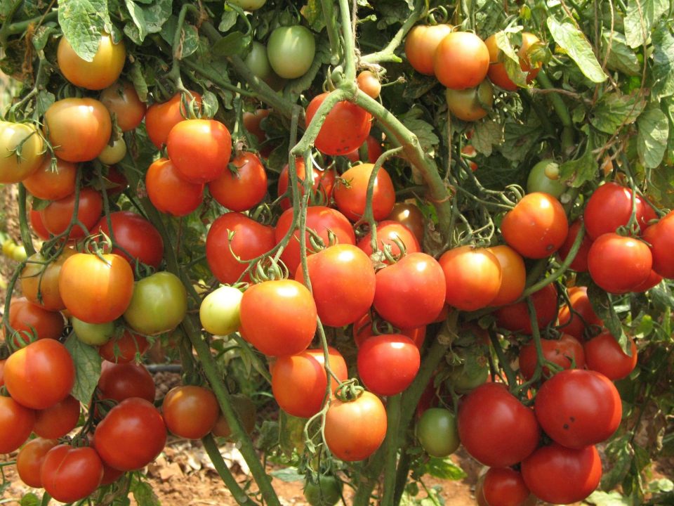 Tomato 6
