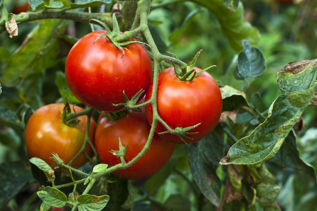 Tomato HD