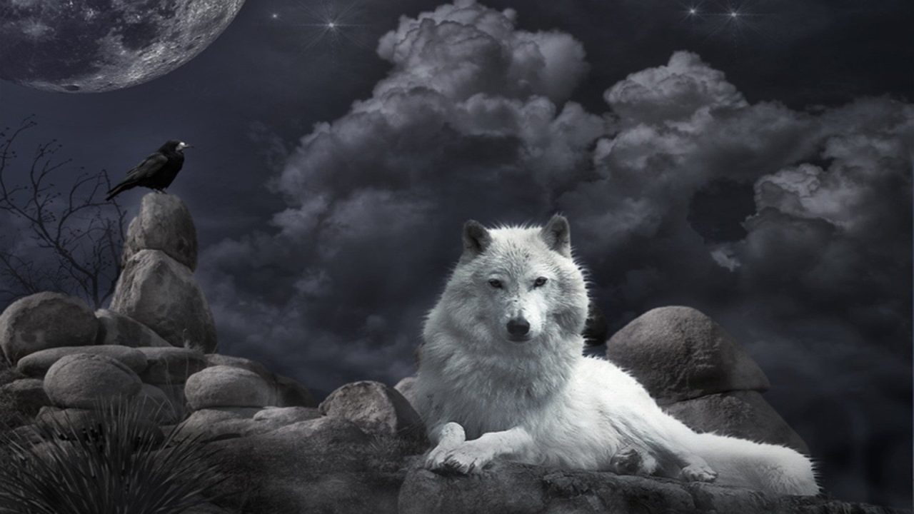 Wolf 3