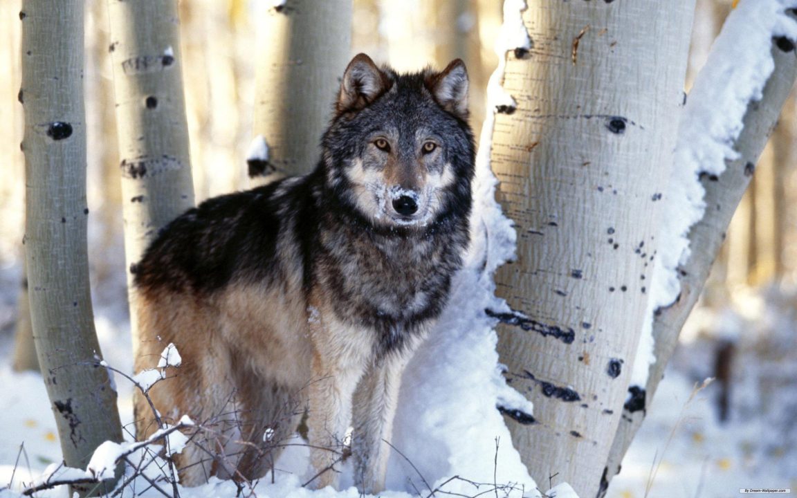 Wolf Free Photos