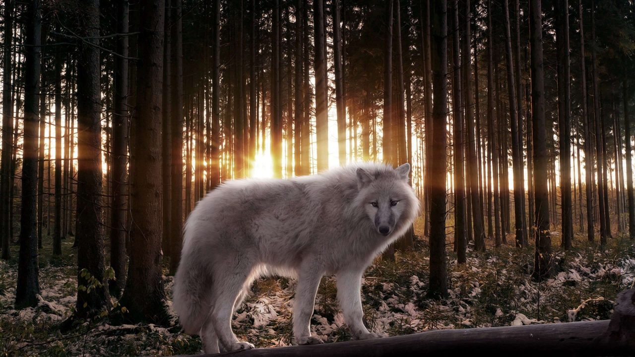 Wolf HD