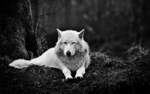 Wolf Wallpapers 3
