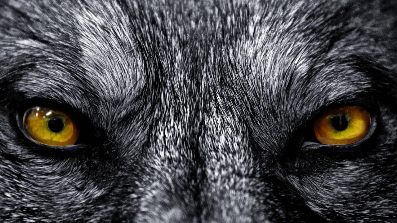 Wolf Wallpapers 4