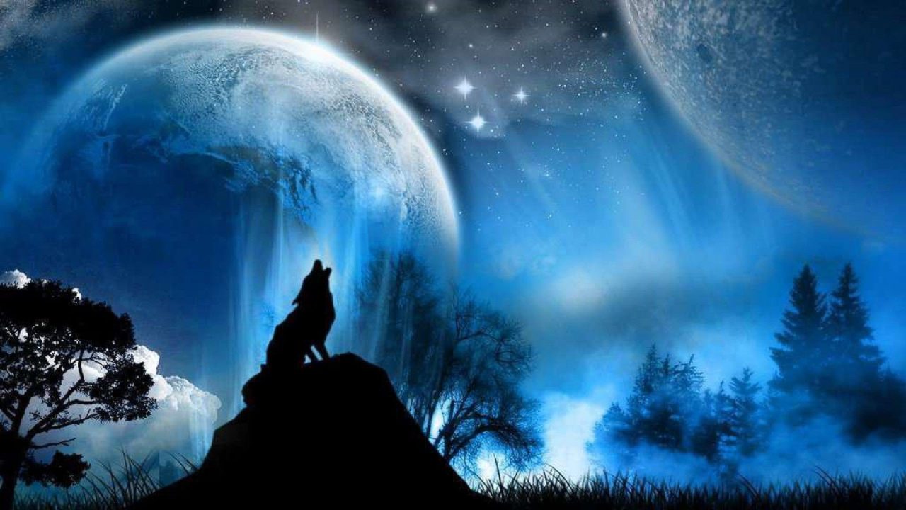 Wolf Wallpapers 5