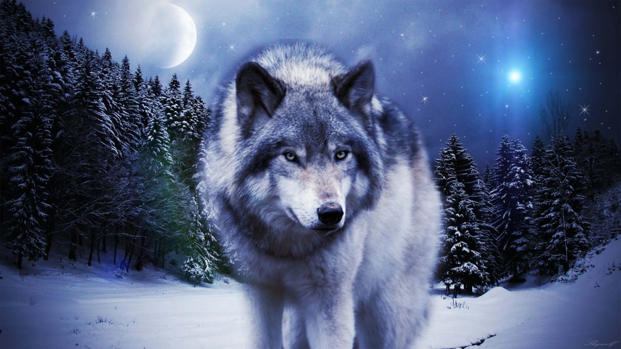 Wolf Wallpapers