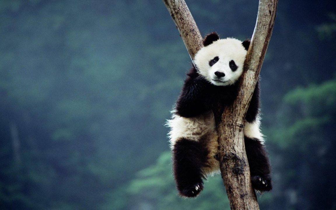 Baby Panda Wallpapers
