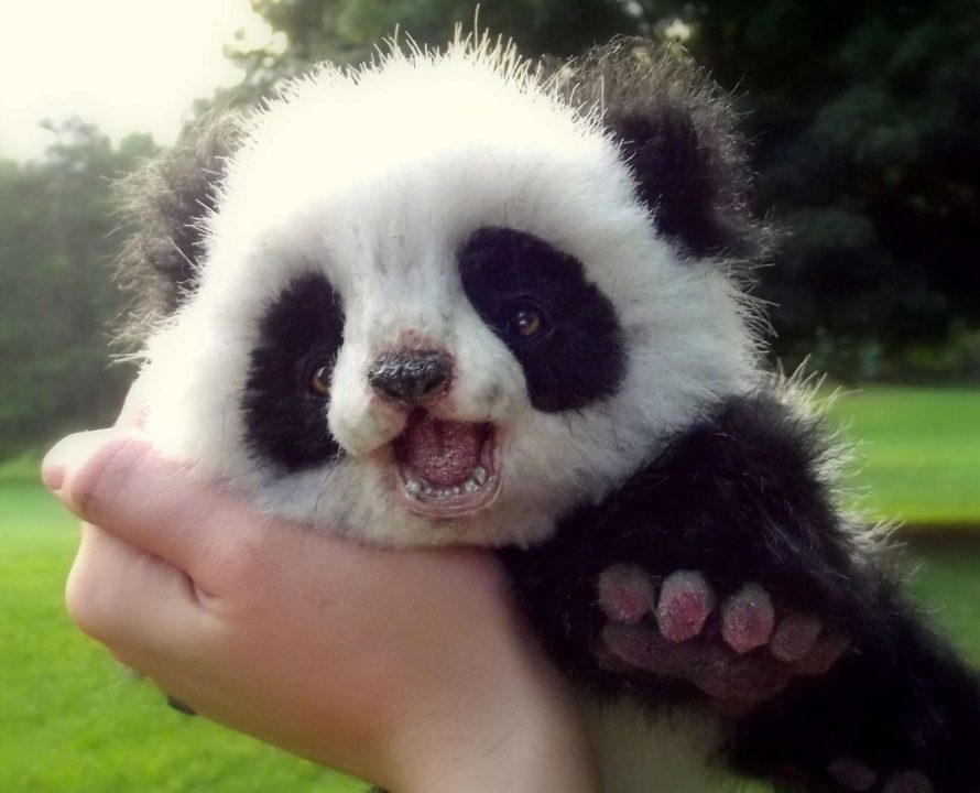 Young Panda