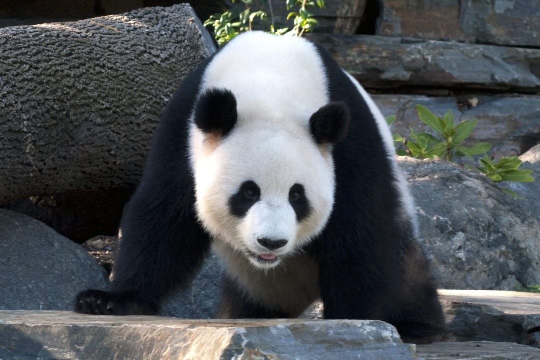 Panda 2