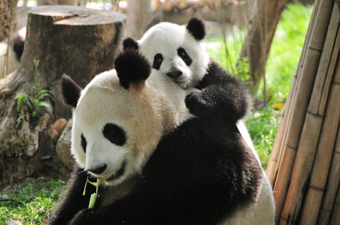 Panda Pics